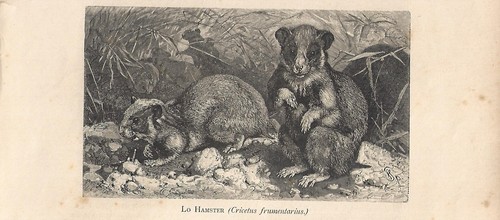 Stampa antica criceto - criceto, russo