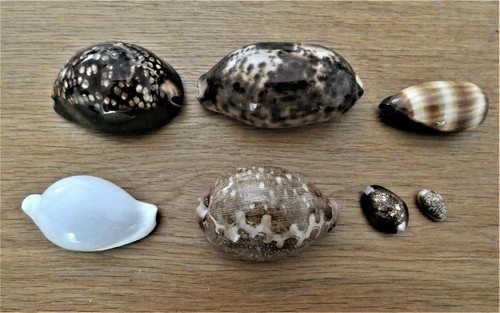 Set conchiglie cyprae - cyprae, "