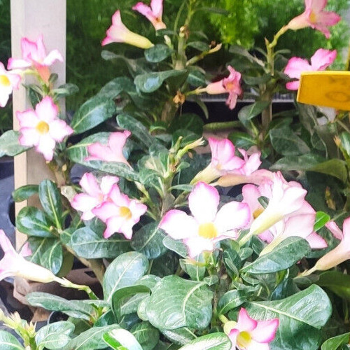Adenium obesum piante - adenium,