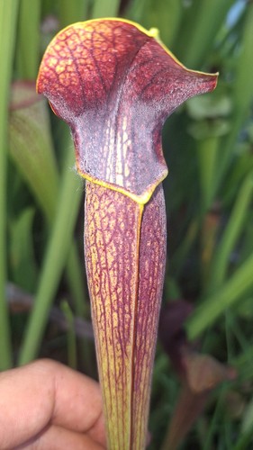 Sarracenia alata adult - , rhizome