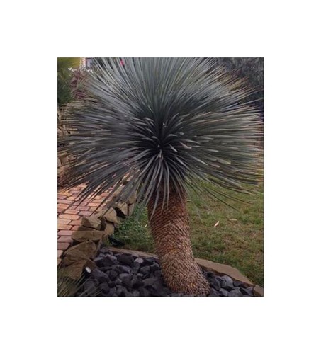 10x yucca rostrata piante - yucca, da