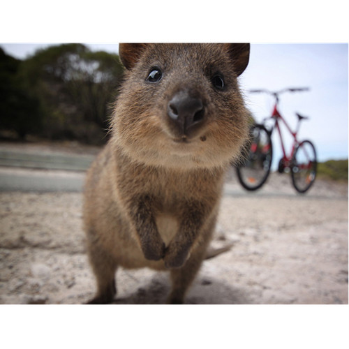 Cialda ostia quokka - quokka, australia