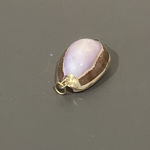 N106 conchiglia cauri montata