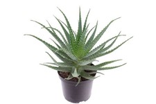 Aloe arborescens "Aloe padre