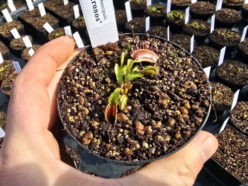 Dionaea muscipula kronos - muscipula, kronos"