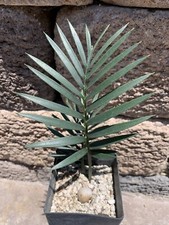 Encephalartos Longifolius