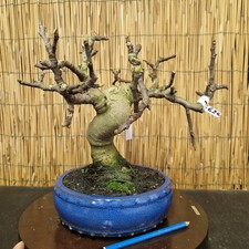 Bonsai di Fico h 33cm Visita