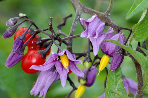 Solanum dulcamara morella - solanum,