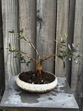 OLIVE BONSAI TREE- FREE