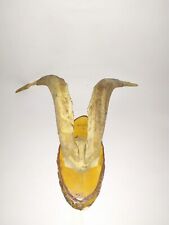 Antiche Corna TROFEO CORNA