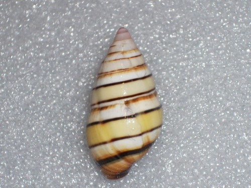Liguus vittatus rare - liguus,