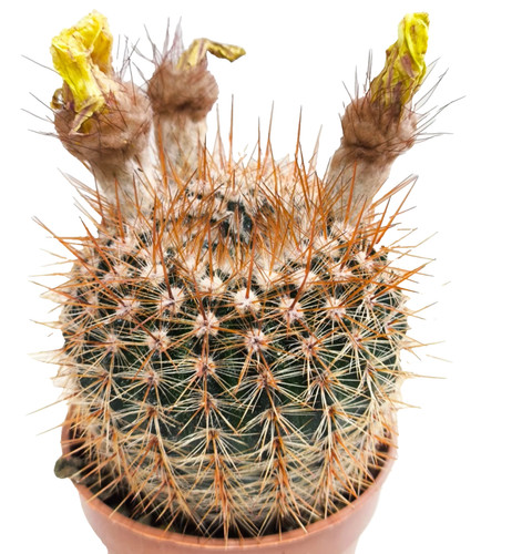 Notocactus schlosseri 5 - schlosseri, 5,5