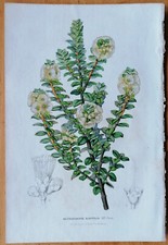 Van Houtte Flore de Serres