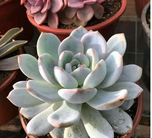 Echeveria monroe 1000 semillas - echeveria,