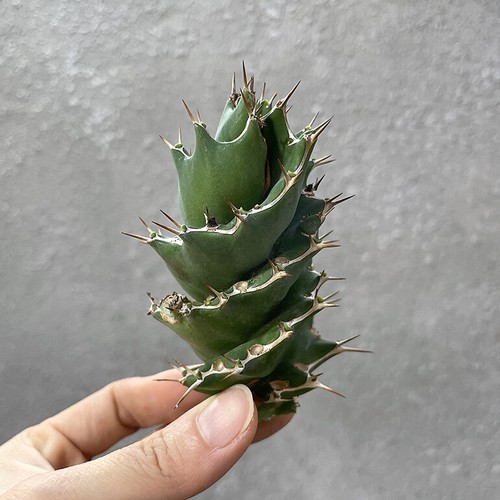 Piante succulente cm - piante,