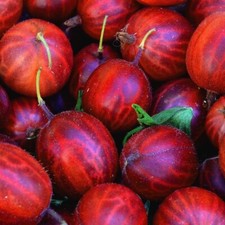 Hinnonmaki Rod all'uva spina