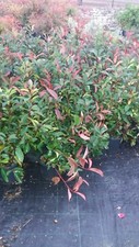 Piante di photinia red - 10,