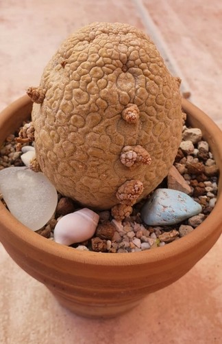 Semi pseudolithos - 50,