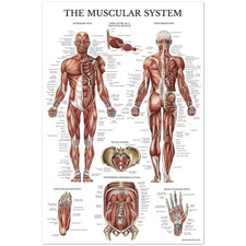 Poster grafico anatomico del
