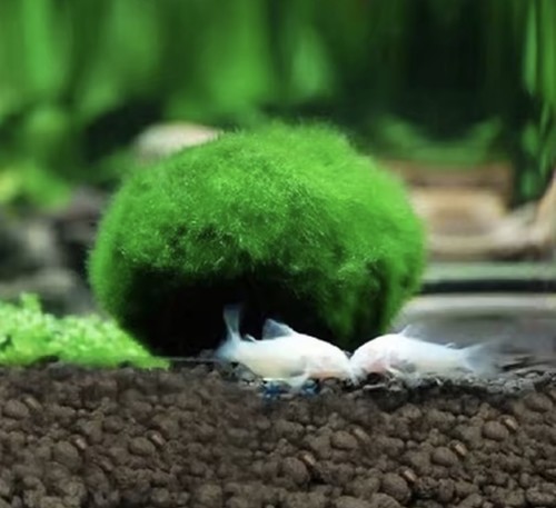 Muschio marimo 4cm pianta - muschio,