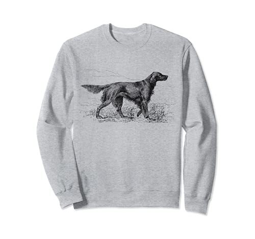 Irlandese setter cane - irlandese,