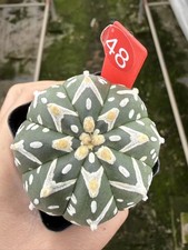 Astrophytum asterias