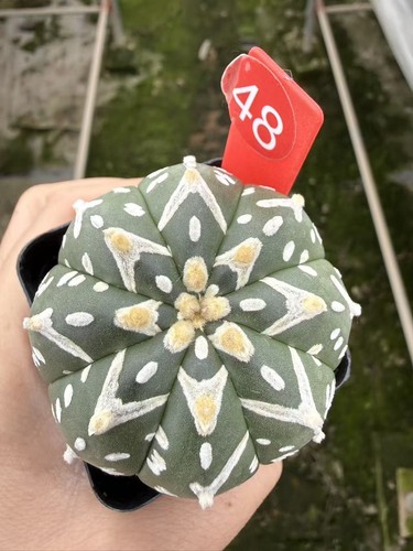 Astrophytum asterias