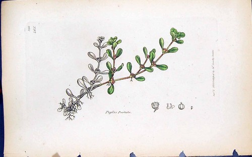 Vecchia stampa peplis - stampa, portula