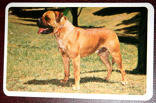 BULLMASTIFF   Vintage 1967