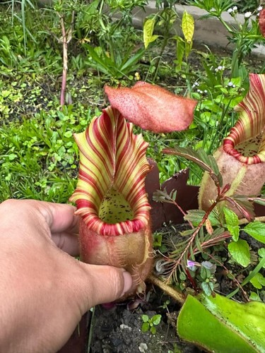 Candy nepenthes veitchii - candy,