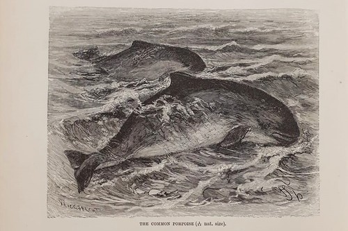 1894 stampa antica focena - stampa,