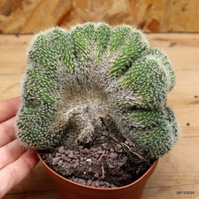 Notocactus leninghausii