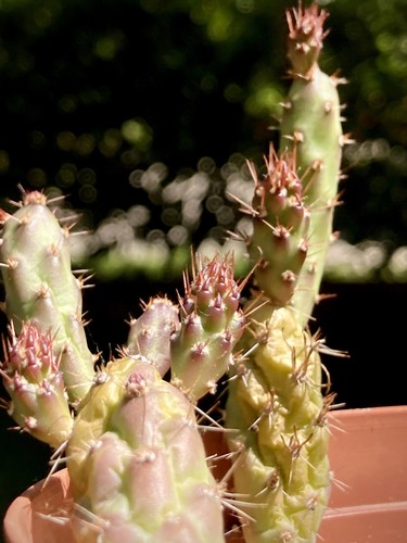 Opuntia pestifer
