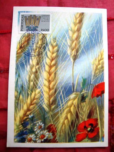 Cartolina maximafilia - cartolina,