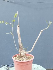 Bonsai di Glicine 41x10cm In