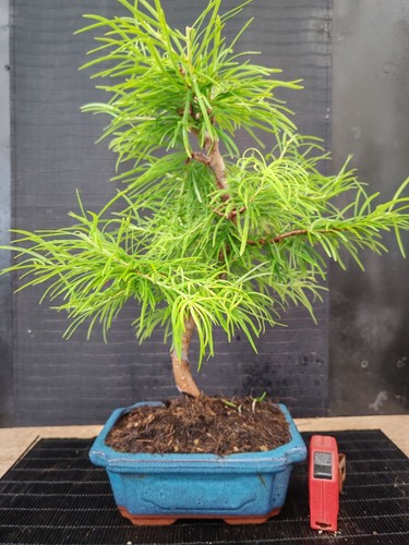 Bonsai larice visita il - bonsai, 44