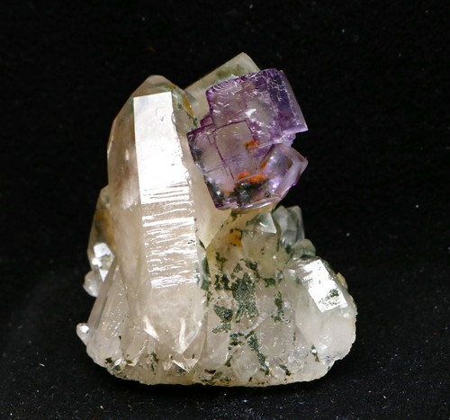 Fantasma viola naturale