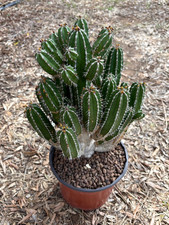 EUPHORBIA ECHINUS - PIANTA DA GIARDINO - SUCCULENTA - H 30 CM