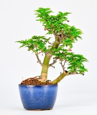 Bonsai acero testa - testa, di