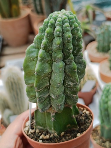 Myrtillocactus geometrizans