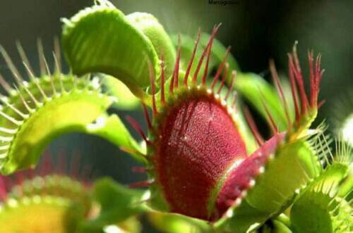 Dionaea muscipula venus - muscipula,
