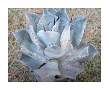 10x Agave parryi var. truncata