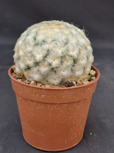 Mammillaria plumosa - , cv