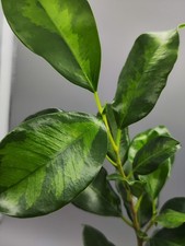 Ficus retusa Americana