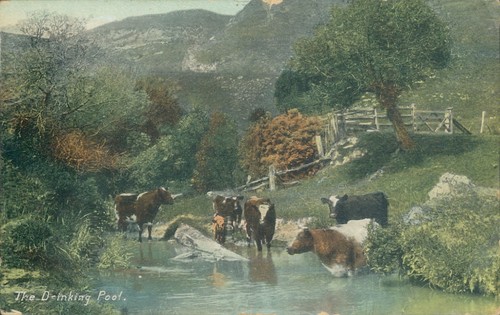 Cows the drinking pool - at,
