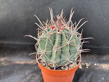 FEROCACTUS SANTAMARIA - VIVAIO IL GIARDINO DI MAYA- CACTUS 1436