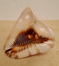 Conchiglia cassis cornuta come nuova in condizioni eccellenti senza difetti 