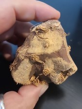 Mandragora O Mandragola Radice