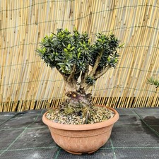Tasso Bonsai Shoin