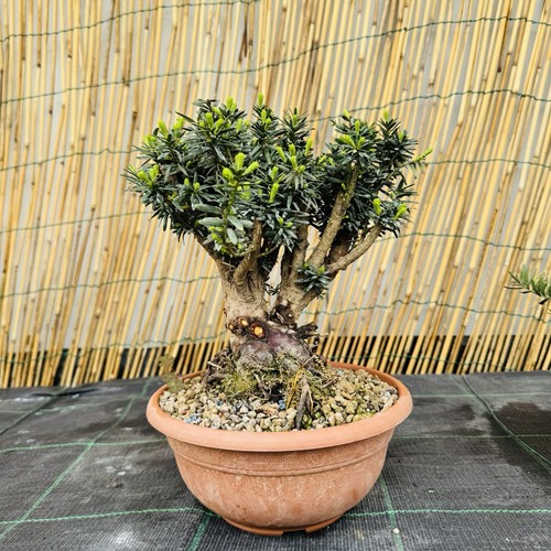 Tasso bonsai shoin - bonsai,